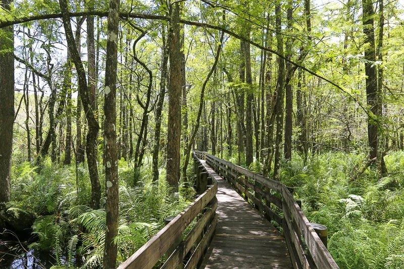 walking path through a nature trail